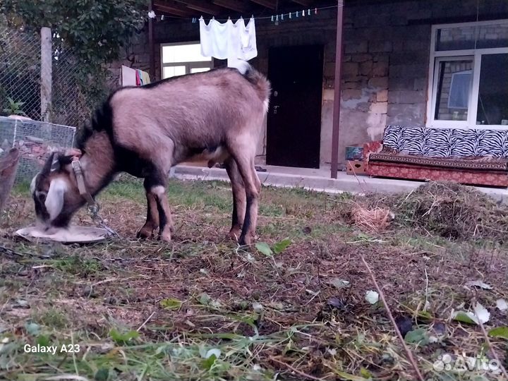 Нубийские козы
