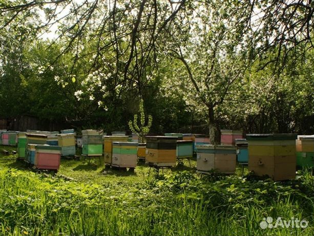 Мёд 2024 года из Алтая опт