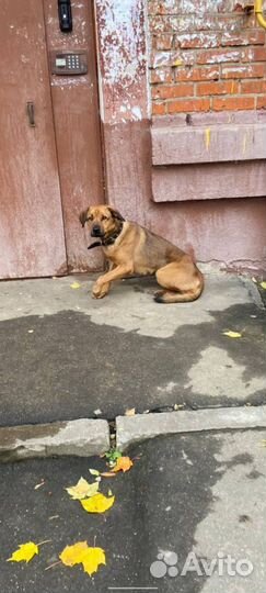 Собаке нужен дом приют