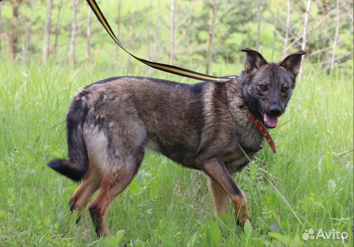 Собака Марго