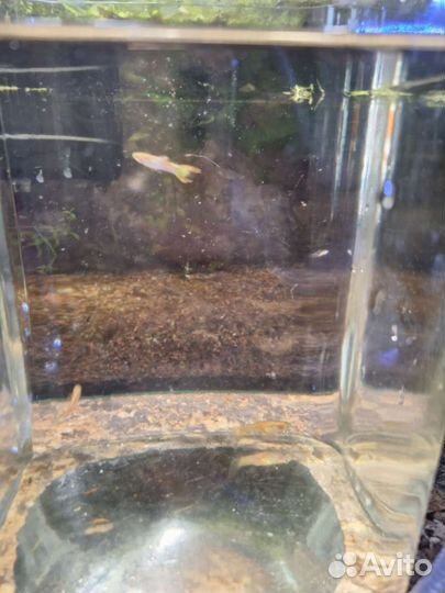 Чистая линия, гнездо гуппи энд. Голд