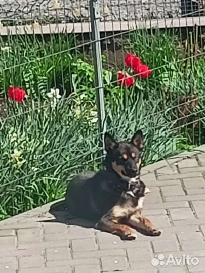 Потерялся пёс. Помогите найдти