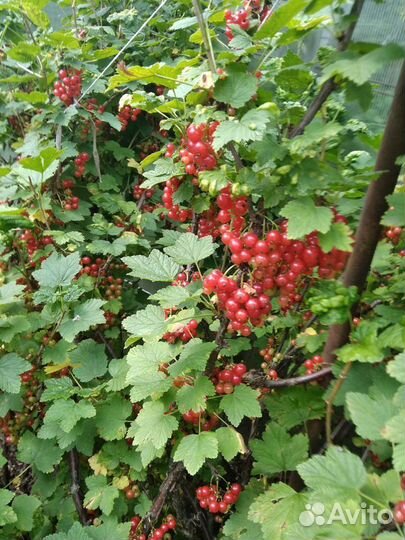 Красная смородина и черная смородина