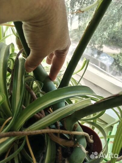 Монстера и др