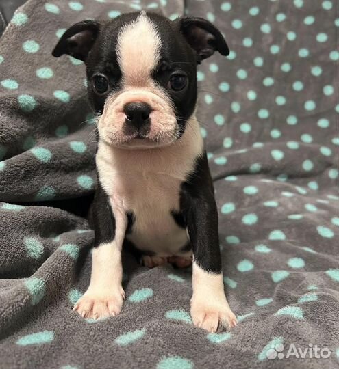 Бостон терьер щенки