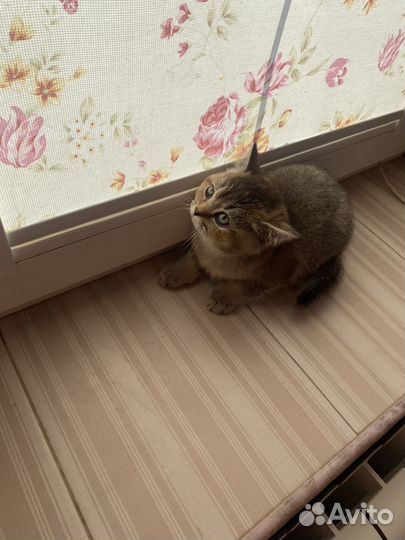 Британская кошка