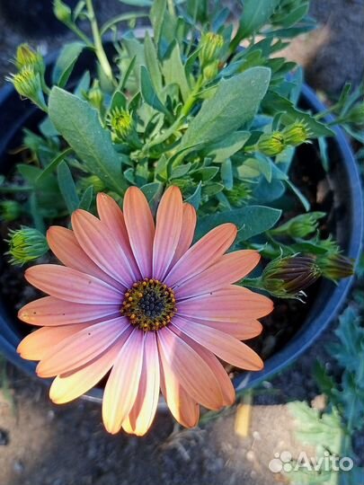 Цветы Калибрахоа, остеоспермум, немезия, петуния