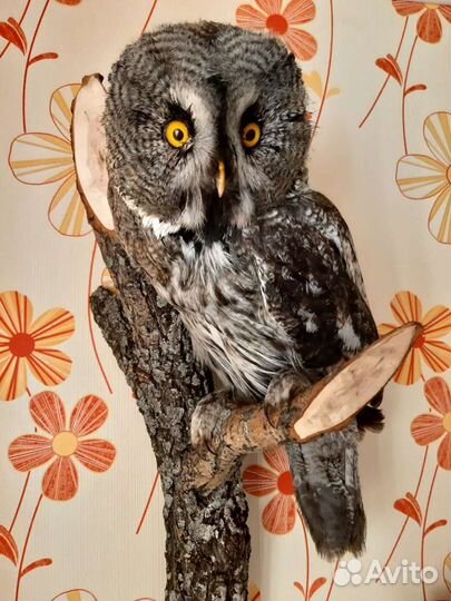 Изготовление чучел животных