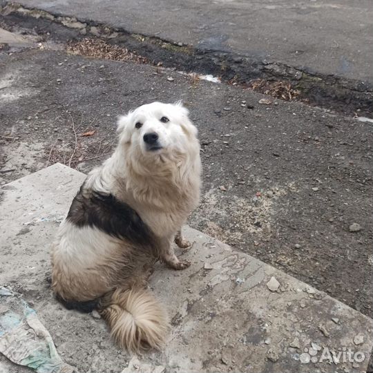Собака в добрые руки