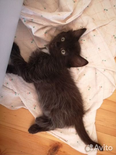 Котята