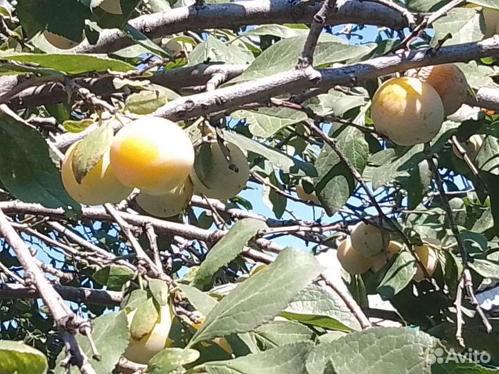 Саженцы желтой сливы