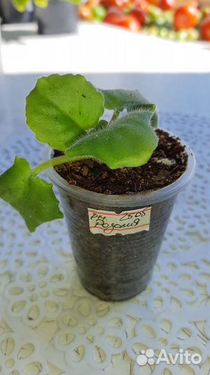 Сортовые фиалки