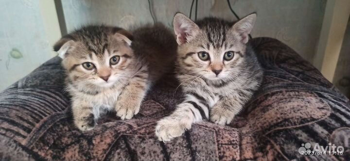 Шотландские котята