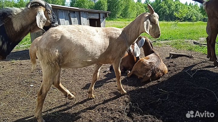 Нубийские процентные козочки