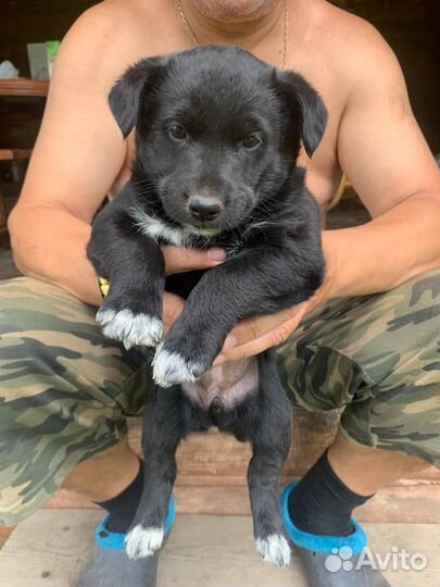 Сторожевые щенки в добрые руки