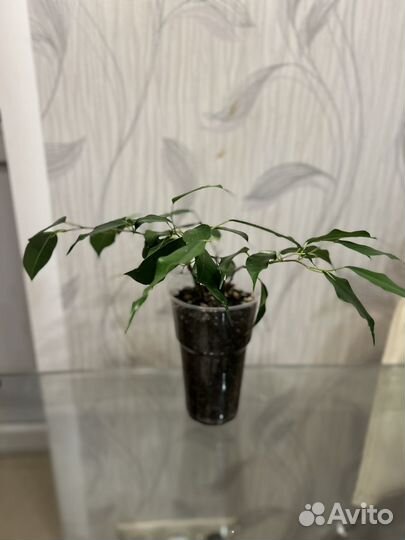Фикус бенджамина