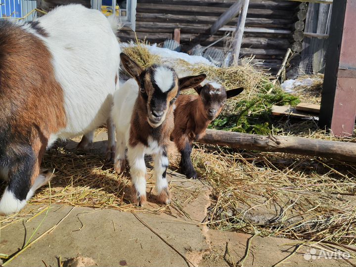 Камерунская козочка и козлик. Чп