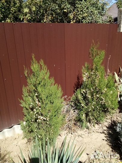 Саженцы туи и живучки ползучей