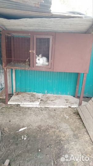 Кролик с клеткой