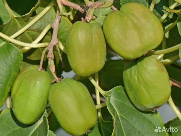 Актинидия аргута