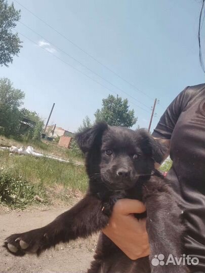 Щенок и собака в добрые руки