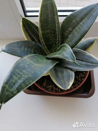 Сансевиерия и декабрист