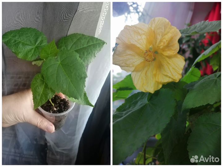 Цветы для дома