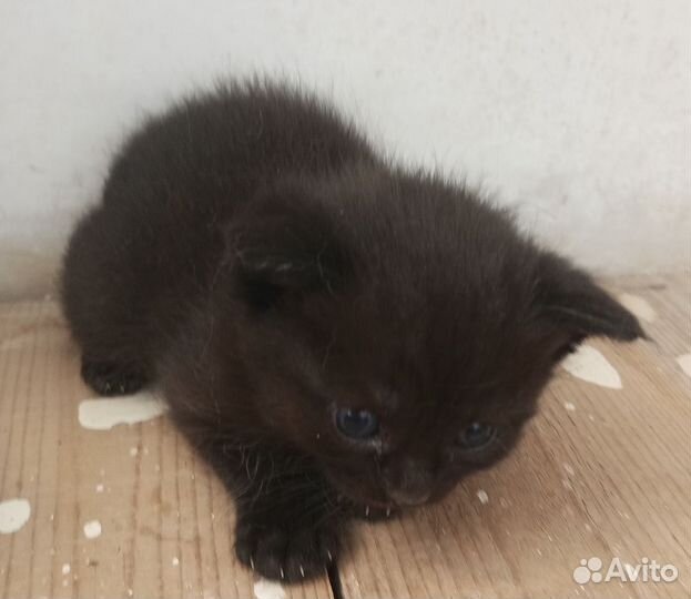 Котята черные британец