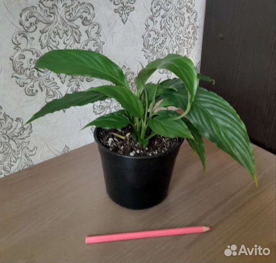 Спацифиллумы большие и маленькие