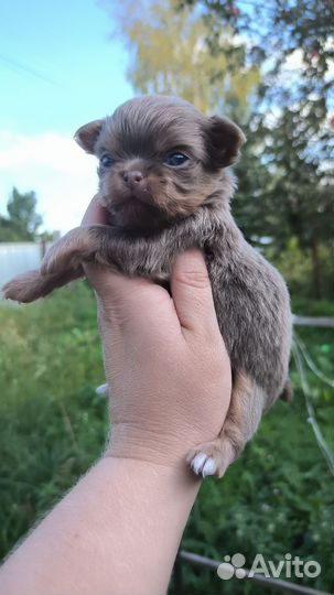 Чихуахуа мальчики