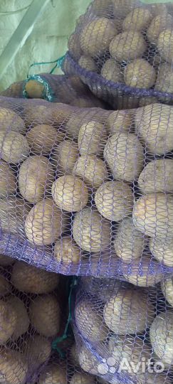 Продажа картофеля