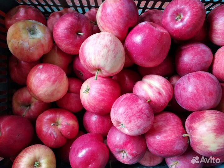 Саженцы яблони и груши из питомника