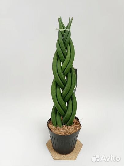 Сансевиерия цилиндрика косичка
