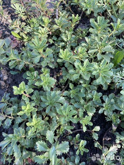 Очиток почвопокровный, очиток видный цветы