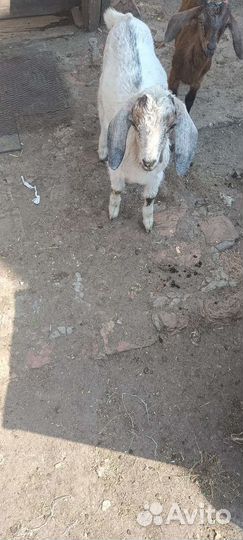 Нубийские козлята