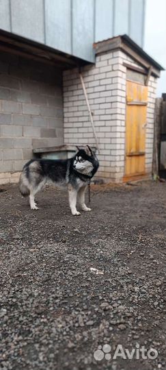 Сибирский хаски