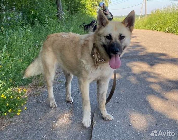 Очаровашка Агата в добрые руки