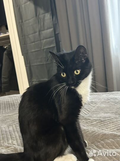 Котик бесплатно