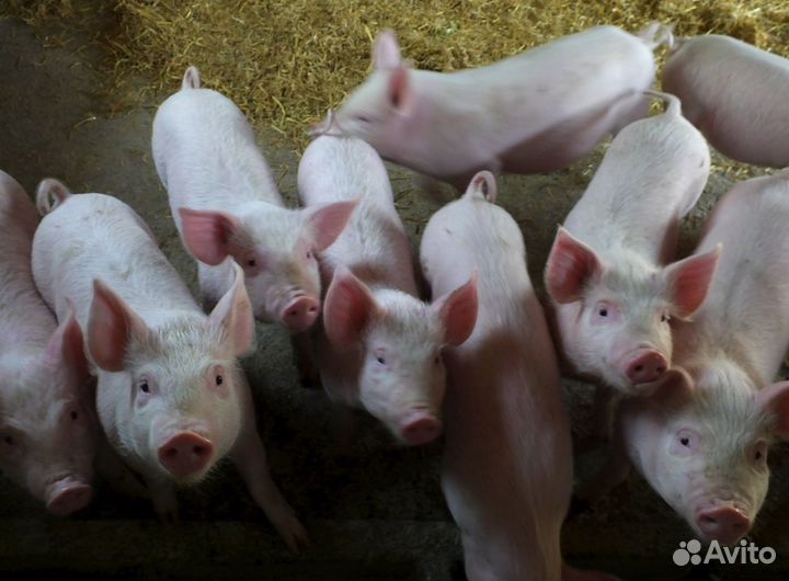 Поросята