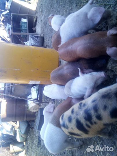 Поросята 2 месяца домашние