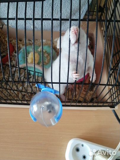 Крыса с клеткой