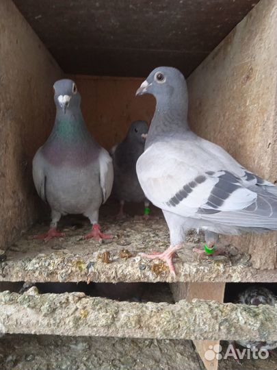 Голуби