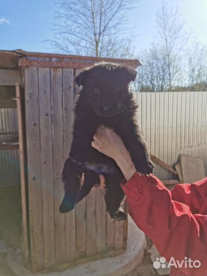 Щенки немецкой овчарки