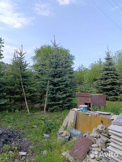 Голубая ель, серебристые, зелёные