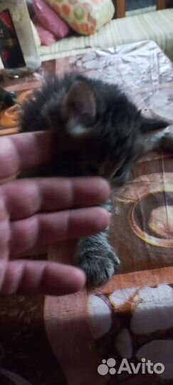 Отдам в хорошие руки котенка