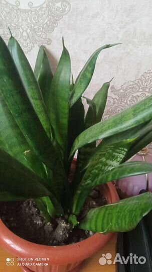 Сансевиерия