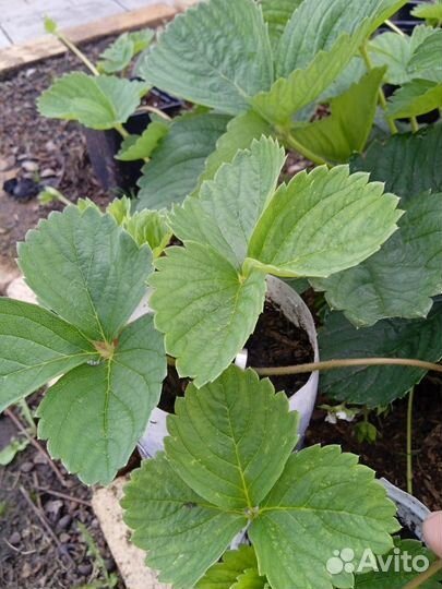 Саженцы садовой клубники (Виктории) с зкс