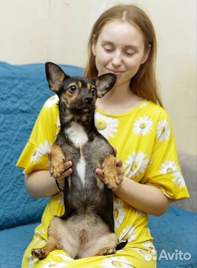 Собака в добрые руки