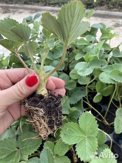 Саженцы клубники, малины, ежевики