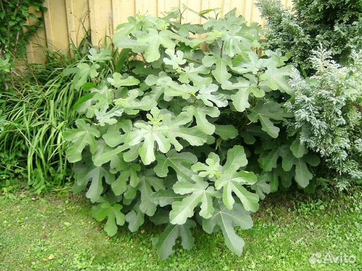 Саженцы местного инжира разных сортов